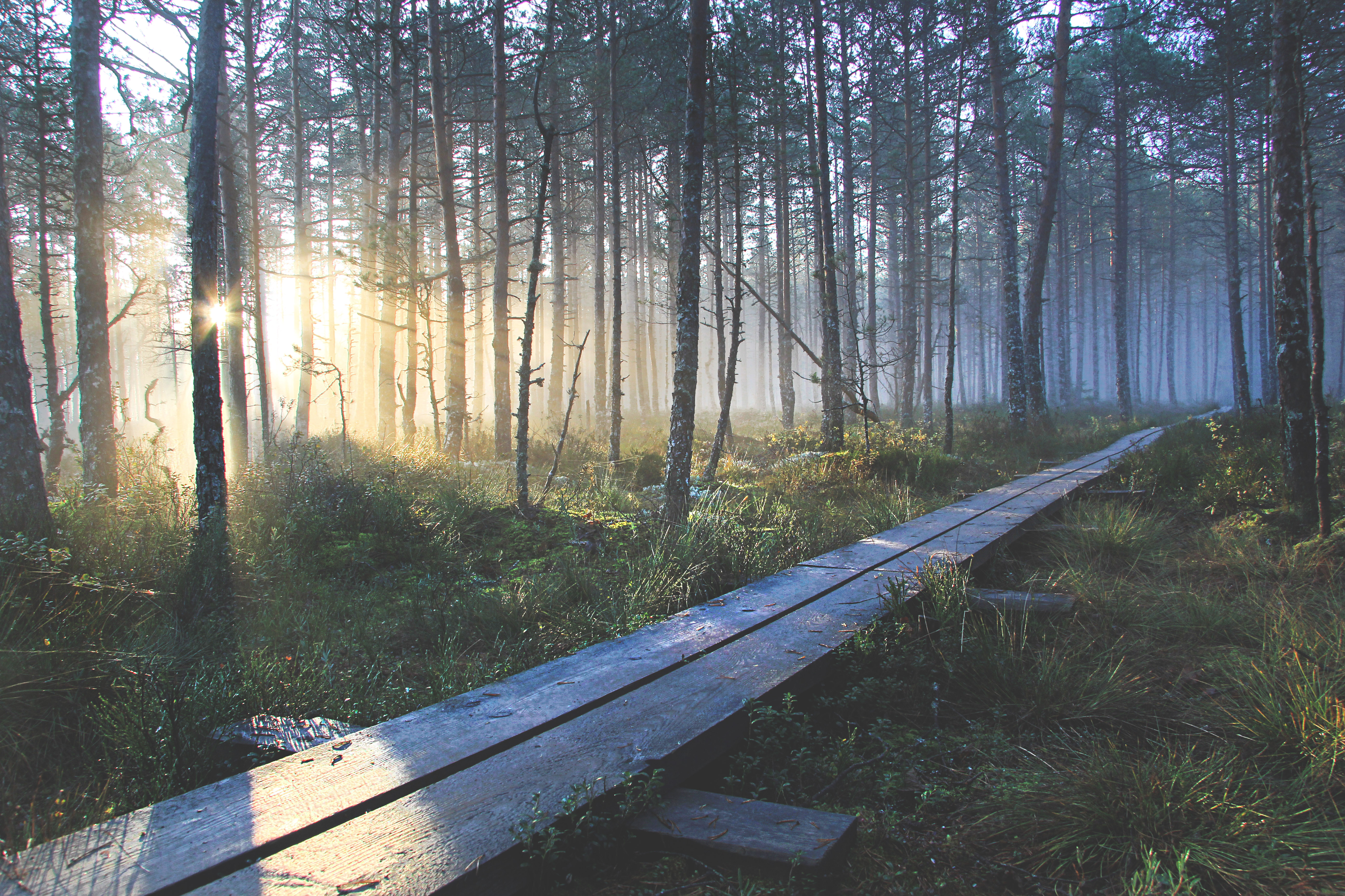 Suru soo ehk Kõnnu Suursoo