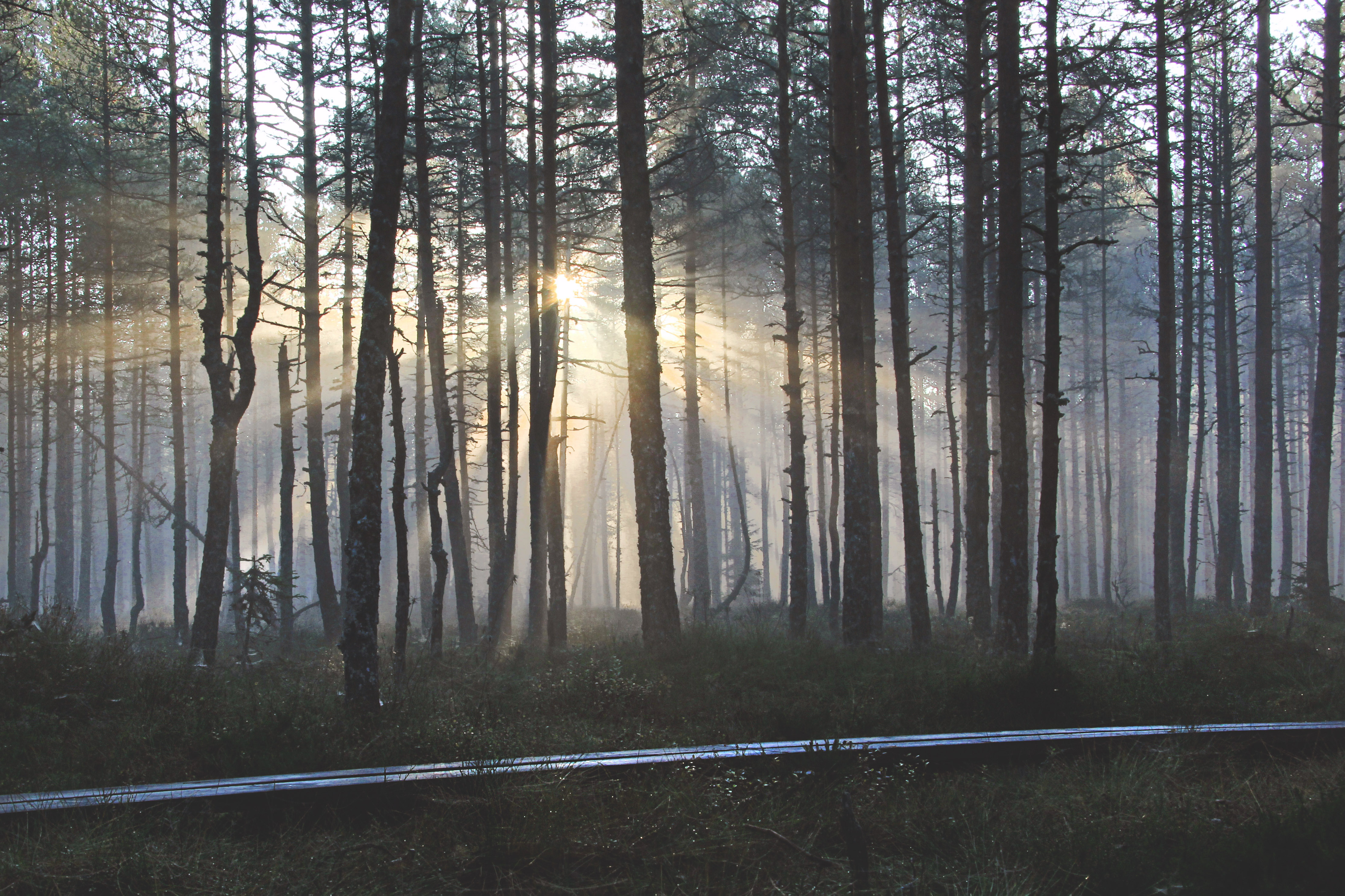 Suru soo ehk Kõnnu Suursoo