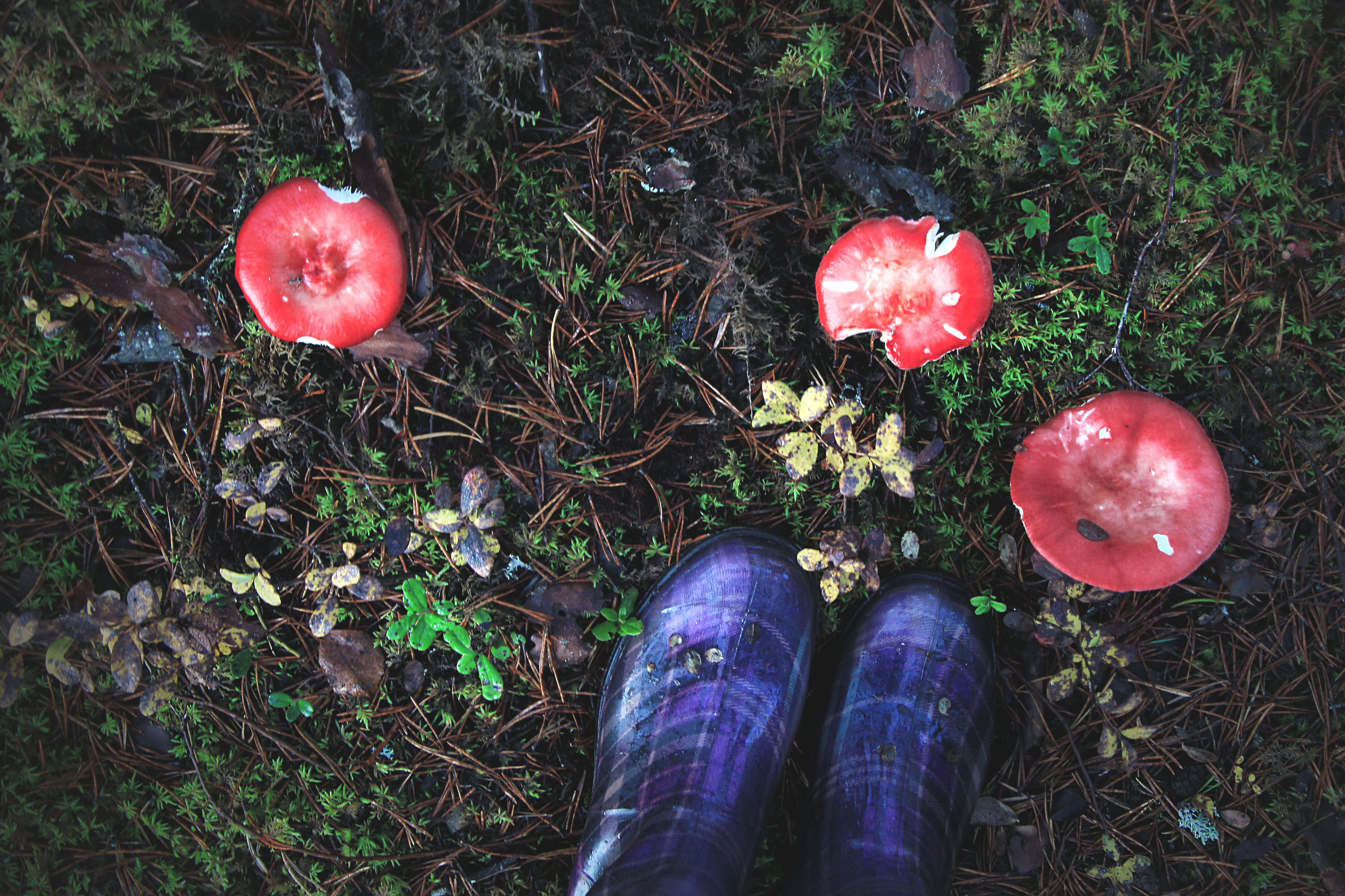 Suru soo ehk Kõnnu Suursoo