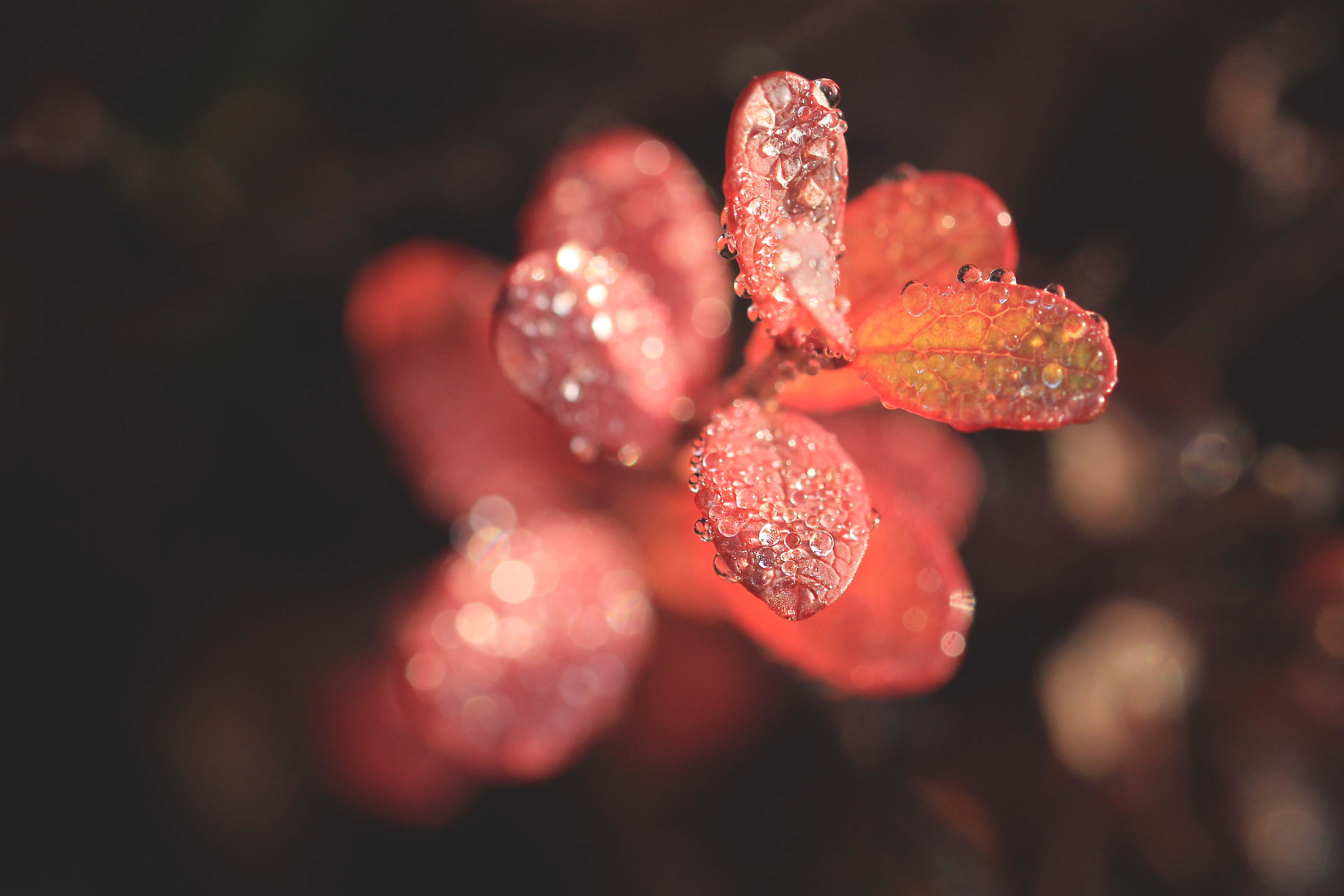 Suru soo ehk Kõnnu Suursoo