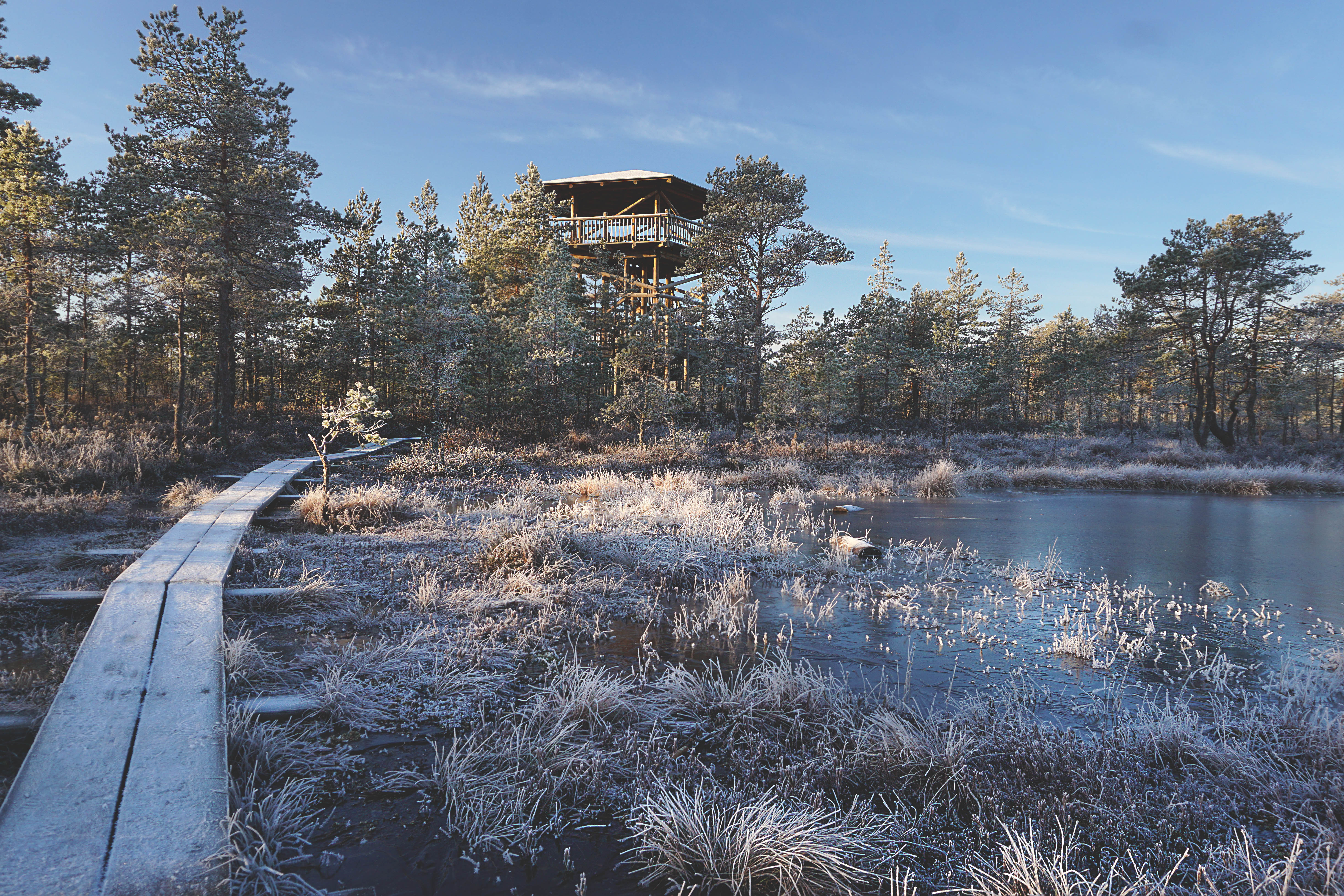 Päikesetõus Viru rabas