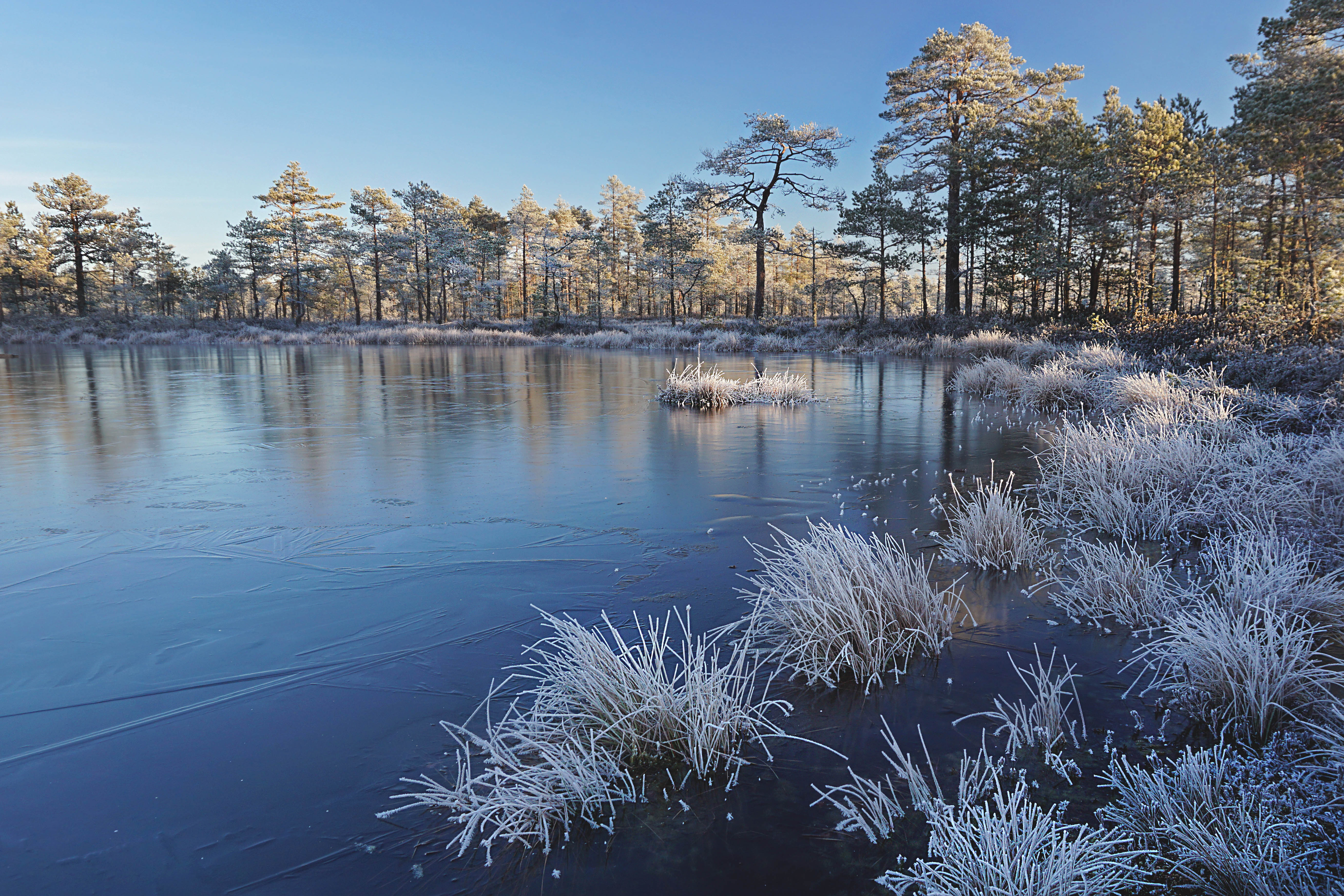 Päikesetõus Viru rabas