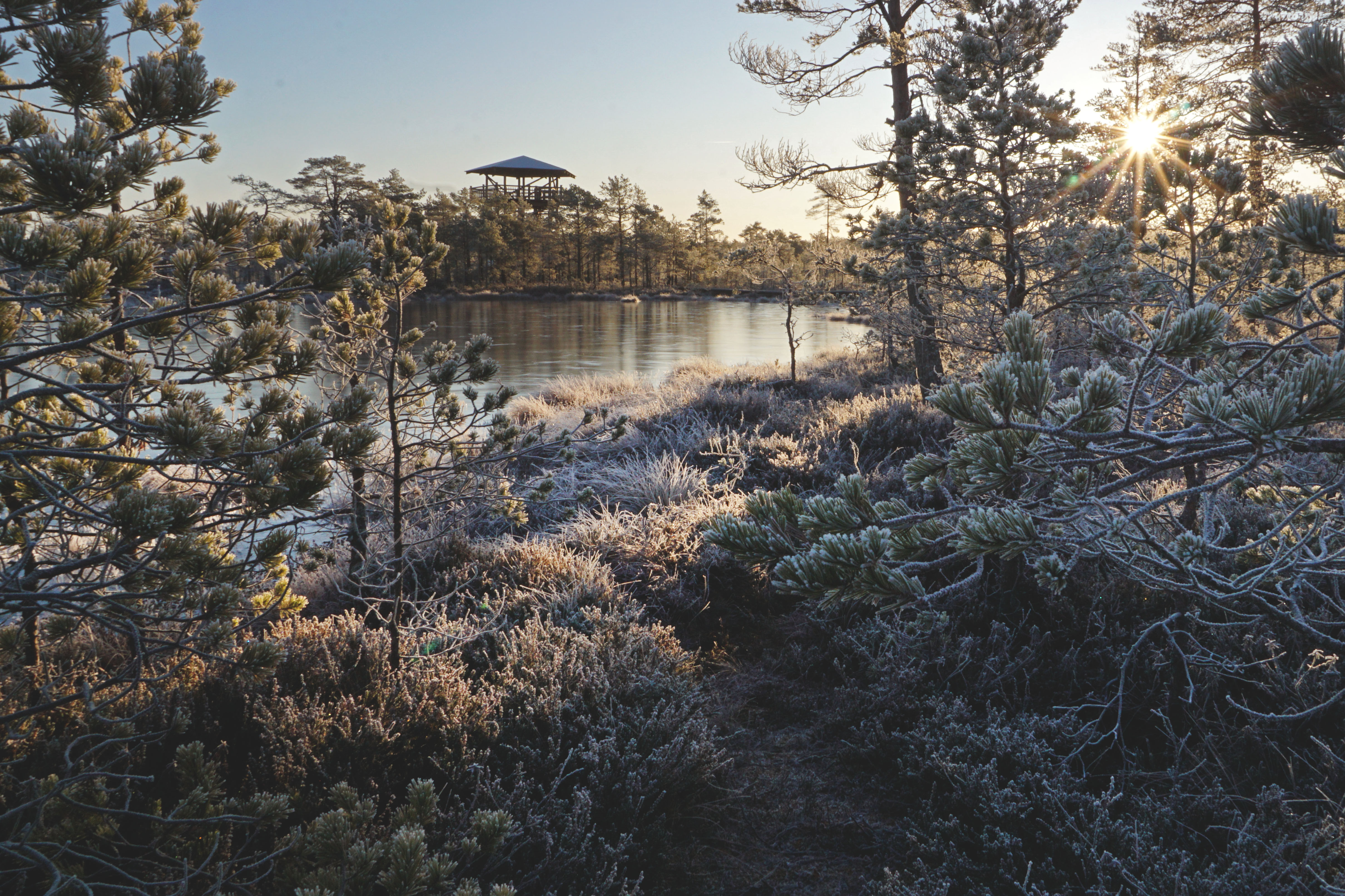 Päikesetõus Viru rabas