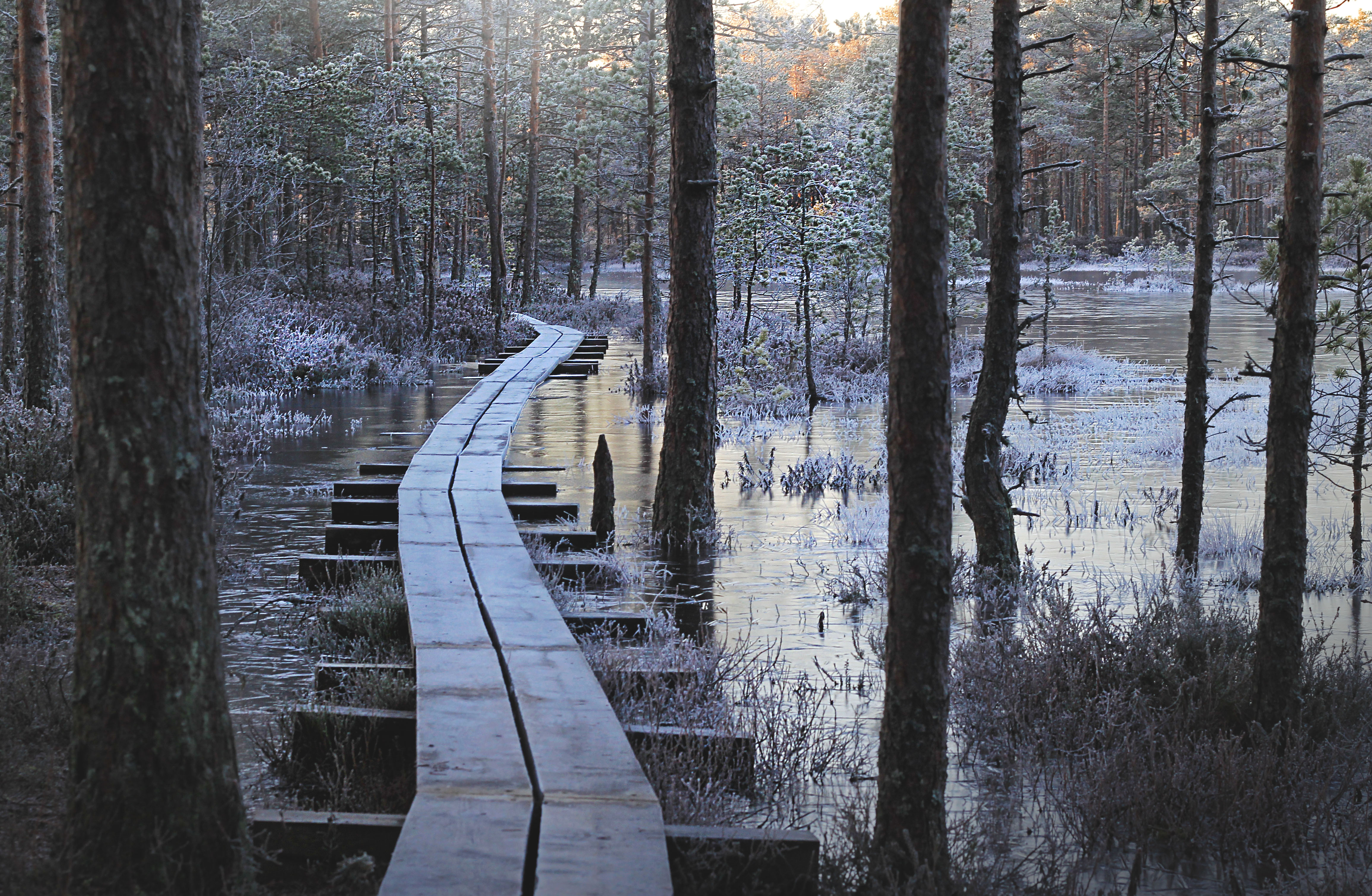 Päikesetõus Viru rabas
