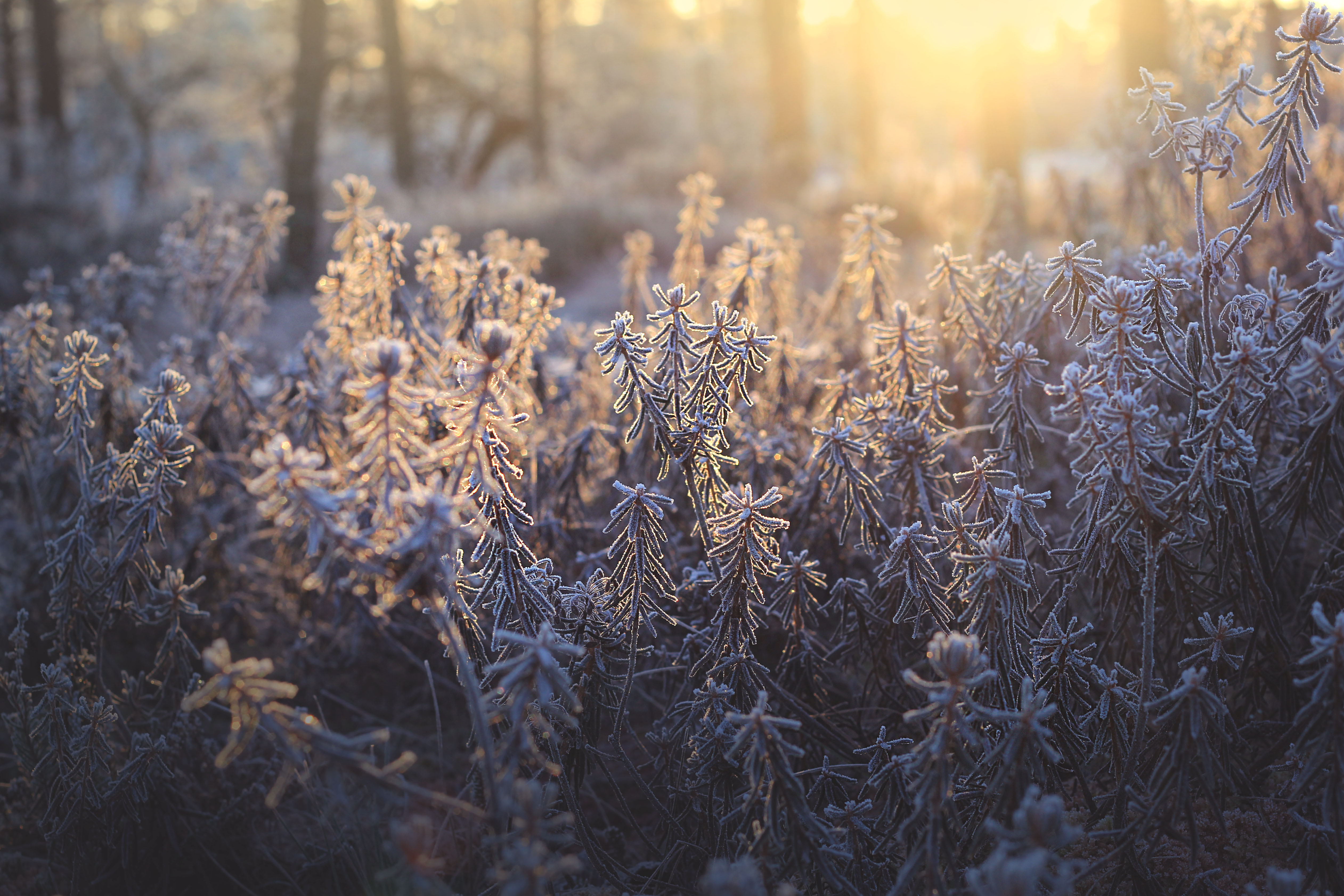 Päikesetõus Viru rabas