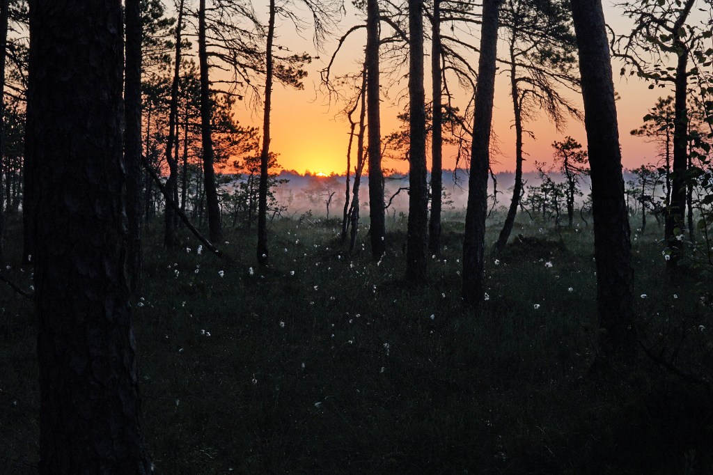 Päikesetõus Hüpassaare rabas