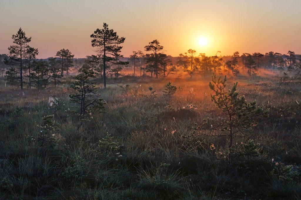 Päikesetõus Hüpassaare rabas