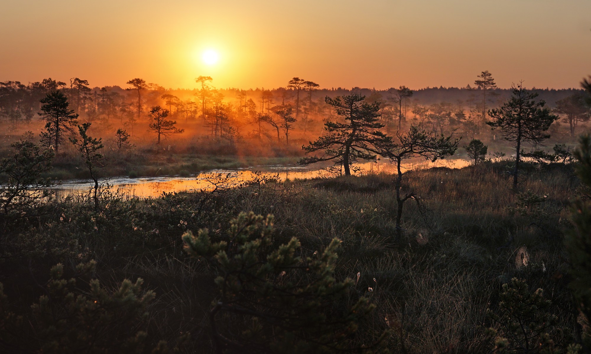 Päikesetõus Hüpassaare rabas
