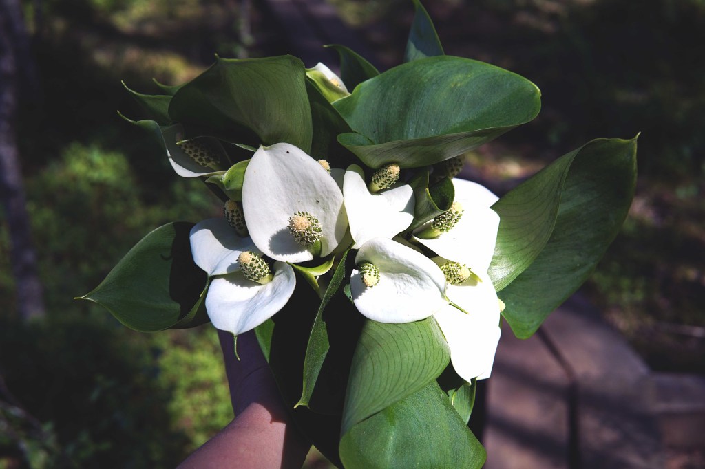 Soovõhk Jussi loodusrajal