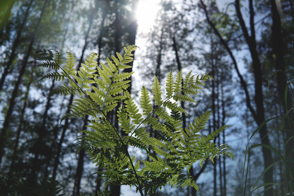 Sõnajalg Jussi loodusrajal