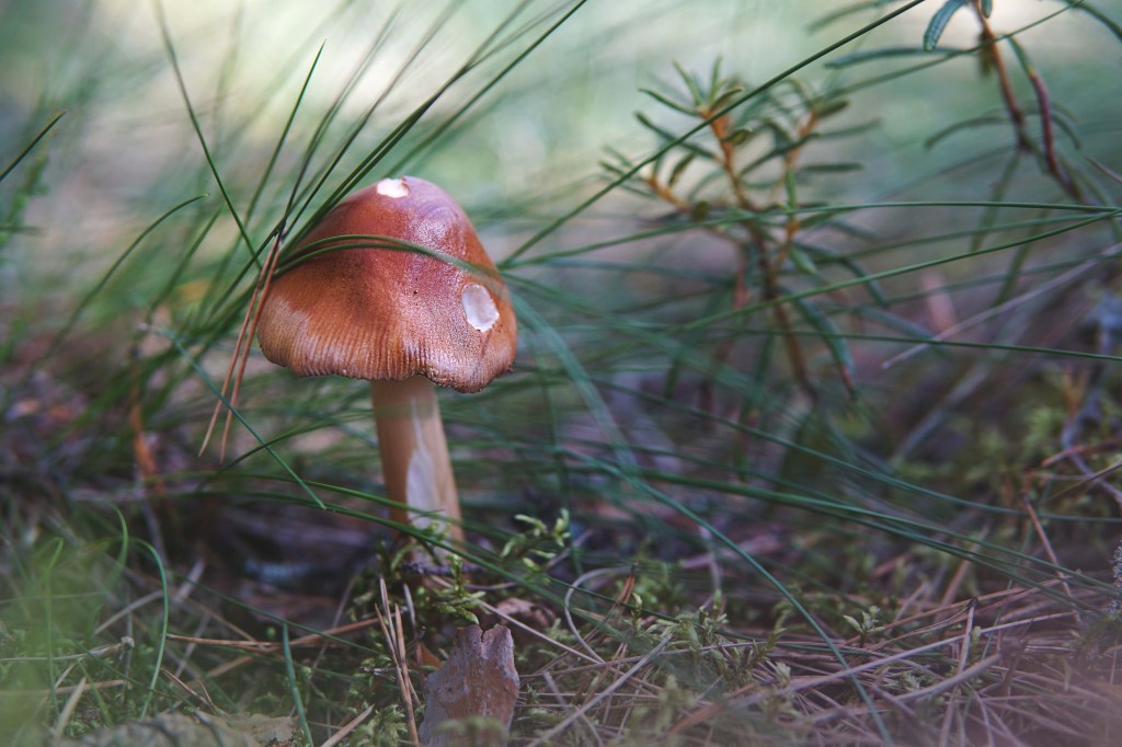 Patika Mädajärve matkarada