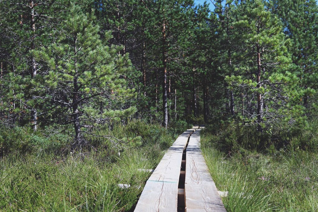 Patika Mädajärve matkarada