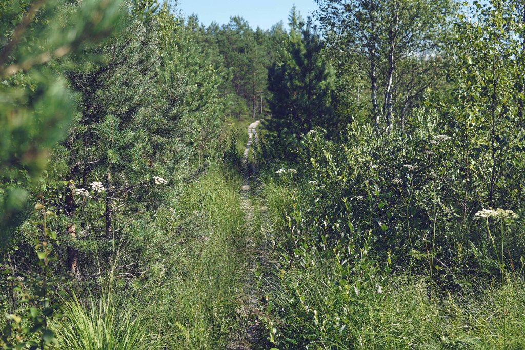 Patika Mädajärve matkarada