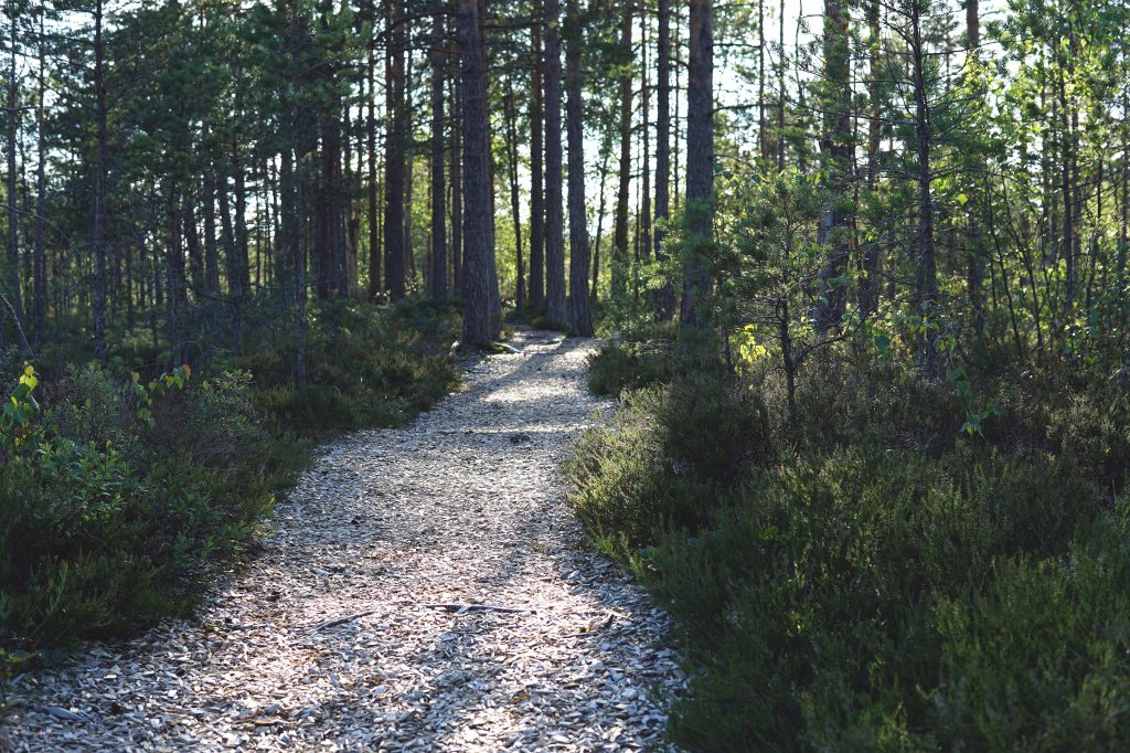 Sõõriksoo loodusrada Aegviidus