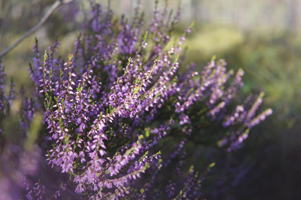 Sõõriksoo loodusrada Aegviidus, kanarbik