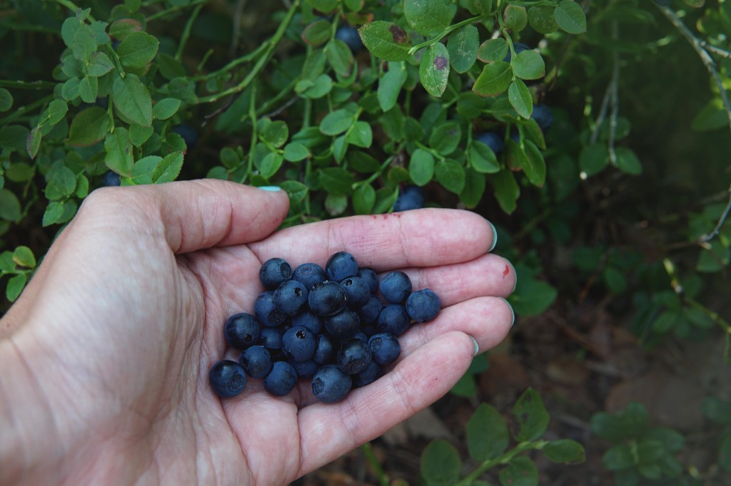 Sõõriksoo loodusrada Aegviidus, mustikad
