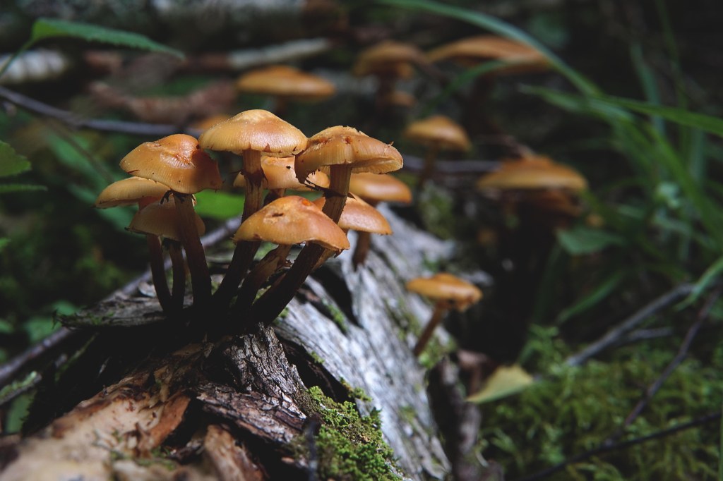 Seened Loodi (Paistu) matkarajal