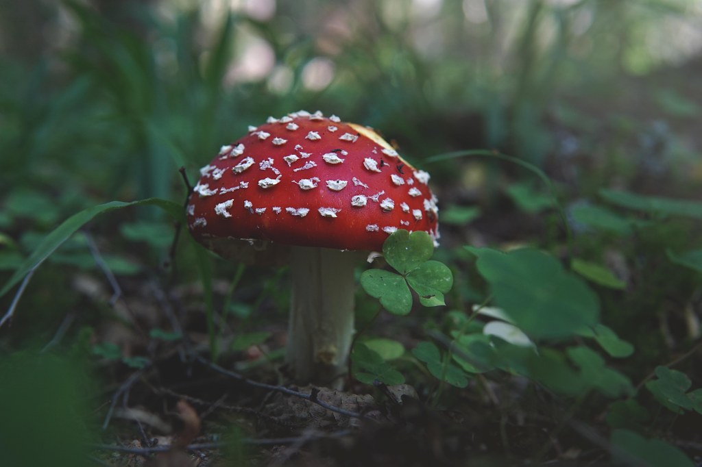 Kärbseseen Loodi (Paistu) matkarajal