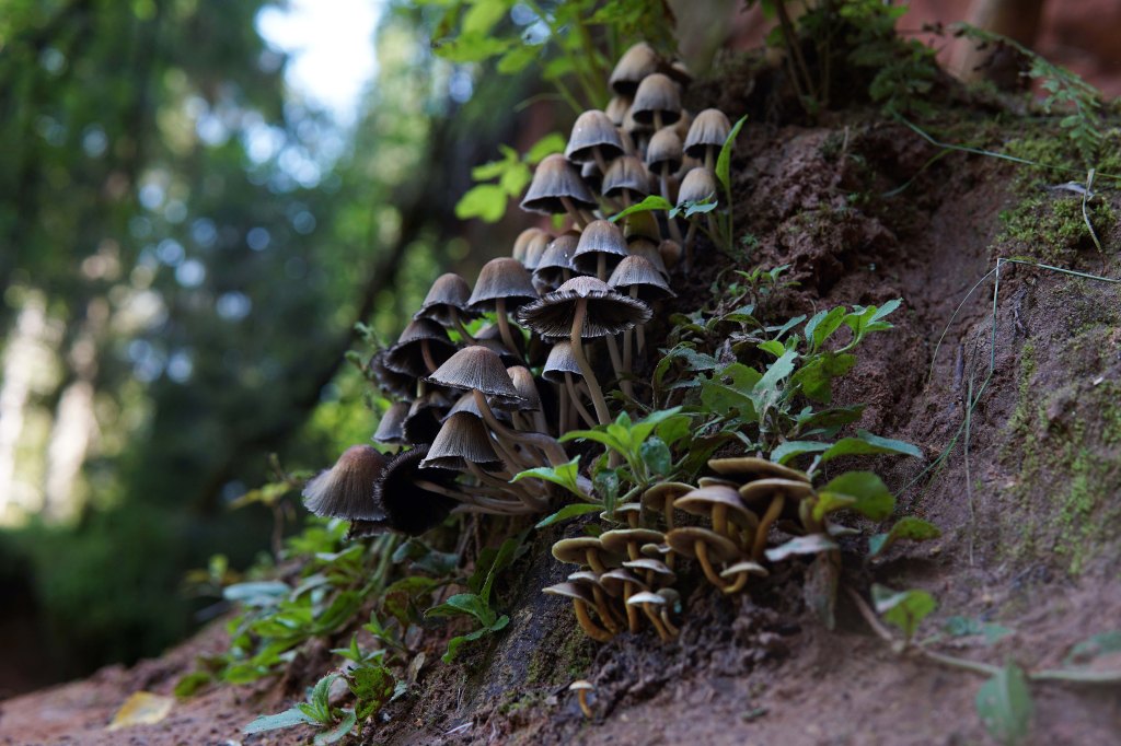 Seened Loodi (Paistu) matkarajal