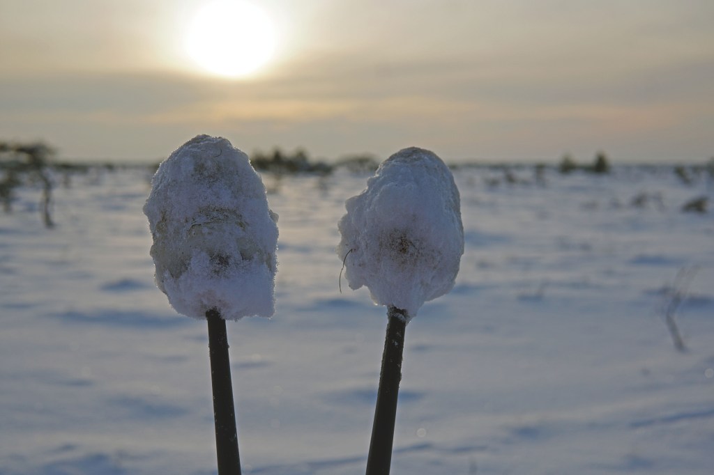 Marimetsa raba, räätsamatk