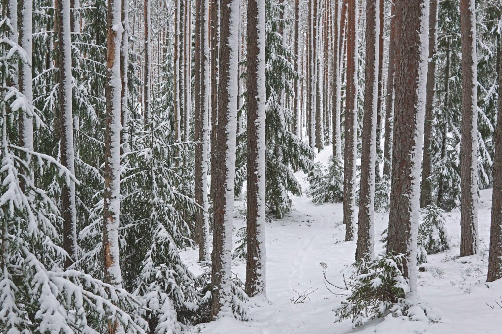 Paukjärve loodusrada