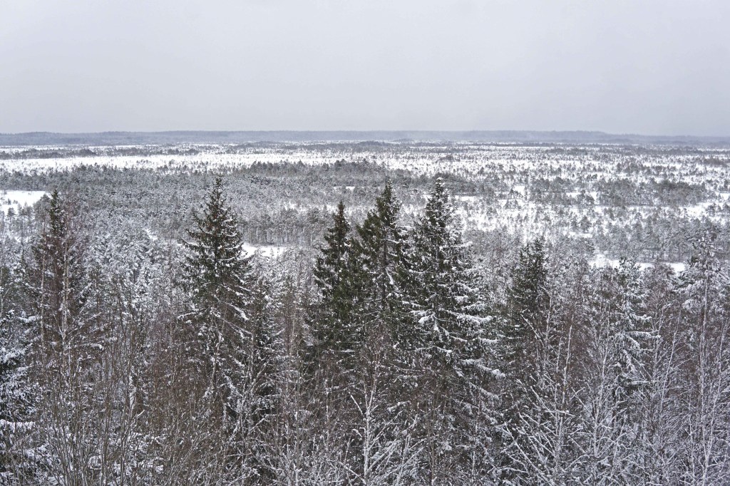 Paukjärve loodusrada, Paukjärve vaatetorn