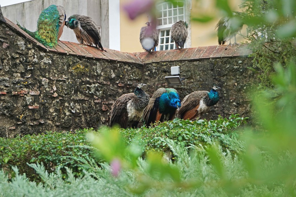 Castelo de São Jorge, Lissabon