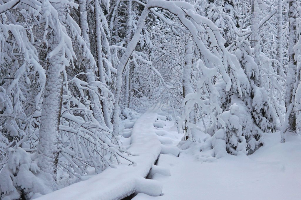 Majakivi-Pikanõmme õpperada