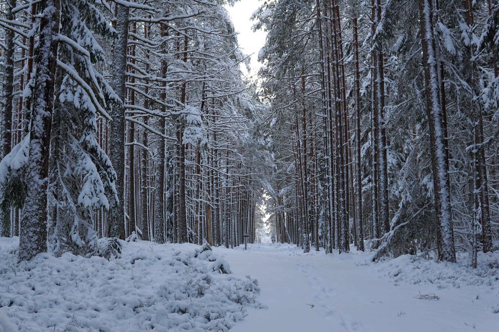Majakivi-Pikanõmme õpperada