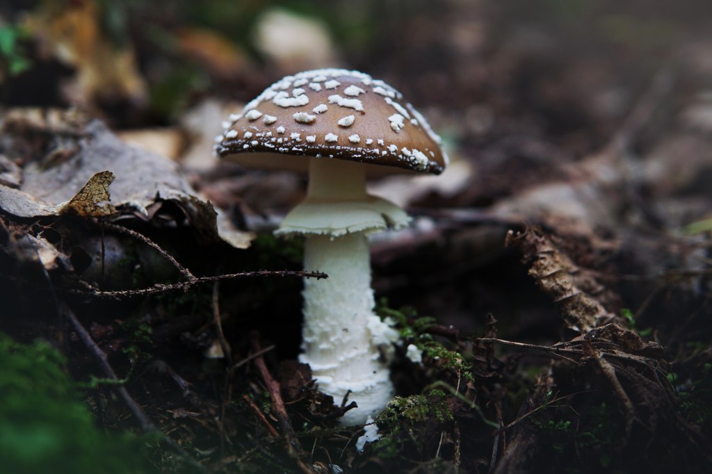 Õisu Põrguoru matkarada