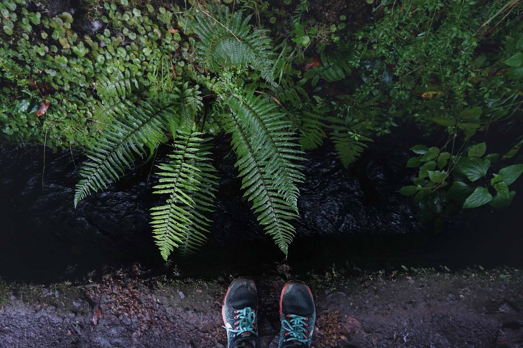 Levada do Caldeirao Verde, Madeira