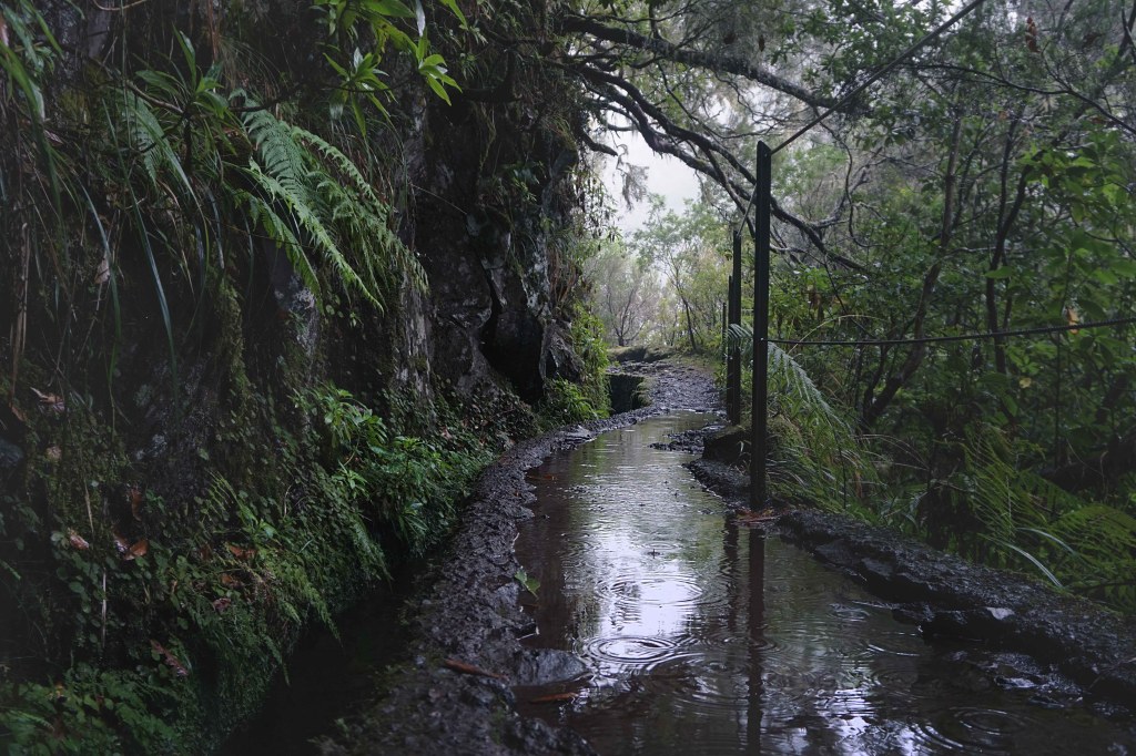 Levada do Caldeirao Verde, Madeira