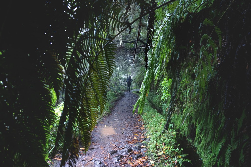 Levada do Caldeirao Verde, Madeira