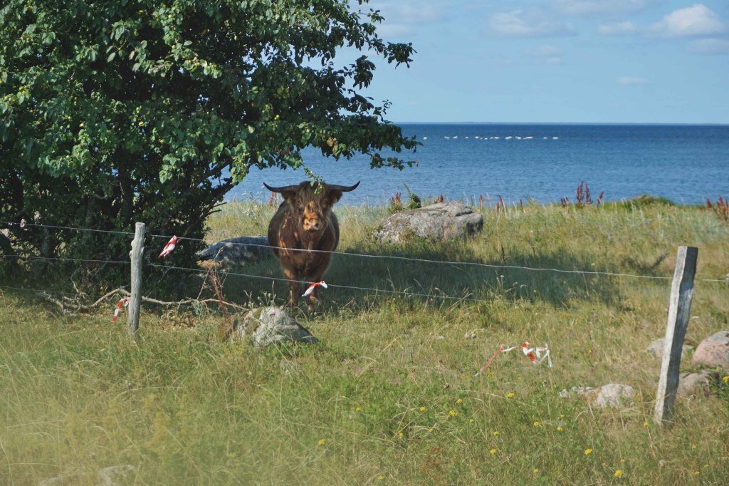 Mägiveis Abruka saarel
