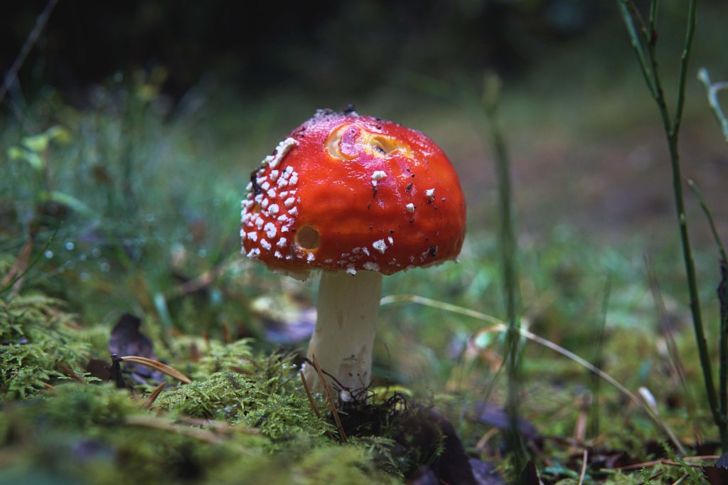 Kärbseseen Viitna loodusõpperaja servas, Lääne-Virumaa