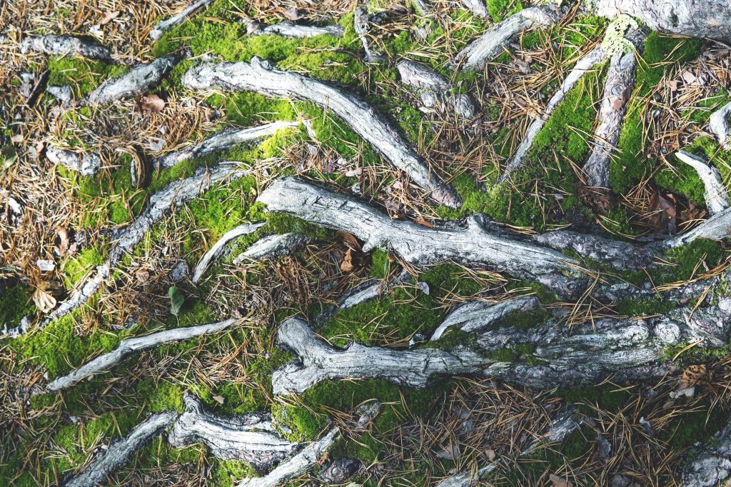 Viitna loodusõpperada, Lääne-Virumaa