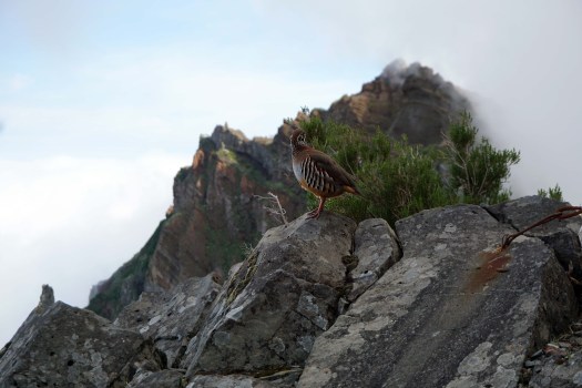 Pico Ruivo - Pico do Arieiro, Madeira