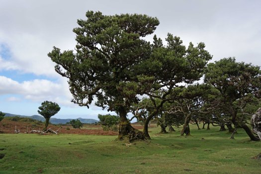 Fanal'i mets, Madeira