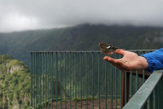 Vereda dos Balcões, Madeira