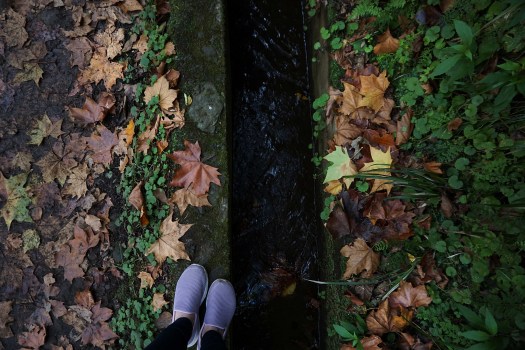 Vereda dos Balcões, Madeira